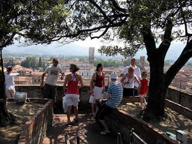 Lucca - Die Bume auf dem Turm Torre Guinigi