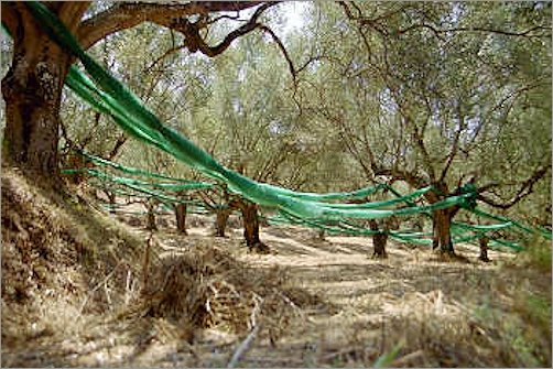 Olivenanbau im Cilento