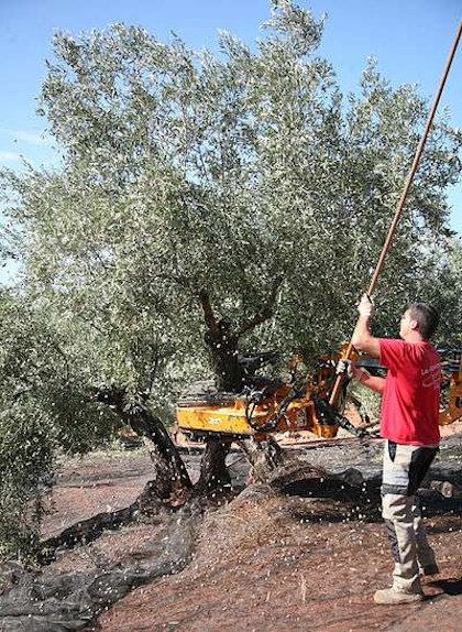 Olivenernte in Apulien