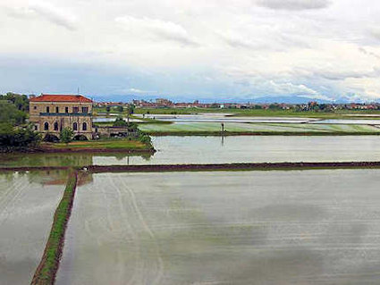 Reisfelder in der Nhe von Novara