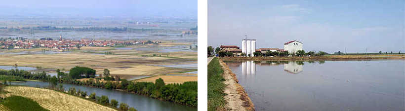 Reisfelder in der Poebene