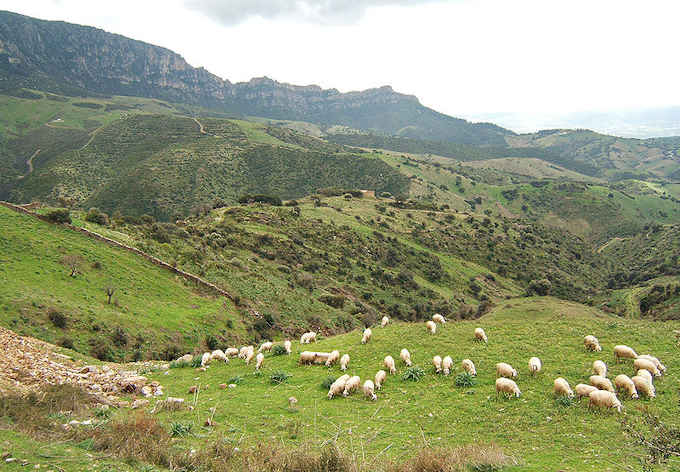 Eine Schafherde in der Nähe von Lula